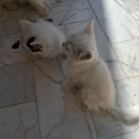 واگذاری بچه گربه