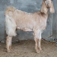 بزغاله ماده اس اس