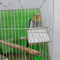 پرنده|پرنده|مشهد, نوده|دیوار