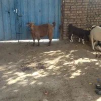 2عدد بز وبزغاله