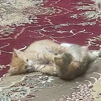 بچه گربه