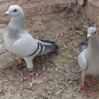 ماده شامی و جوجه