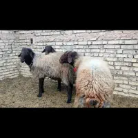 قوچ|حیوانات مزرعه|فلاورجان, |دیوار