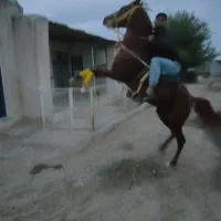 اسب کرد  ۴سالع سواری دار|اسب و تجهیزات اسب‌سواری|پارس‌آباد, |دیوار