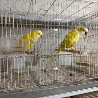 طوطی راهب