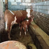 گاو سمینتال