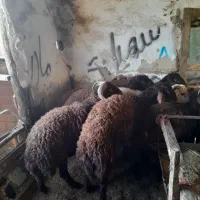 بره افشاری پروارشده|حیوانات مزرعه|بندر گز, |دیوار