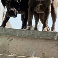 کنکورسو نر و ماده