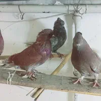 پنج تا سرخ  کاکلی و ساده چپ پاک|پرنده|گنبد کاووس, |دیوار