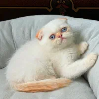 اسکاتیش گلدن پوینت