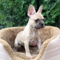 فرنچ بولداگ|سگ|شهرکرد, |دیوار