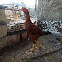 خروس لاری|حیوانات مزرعه|دره شهر, |دیوار