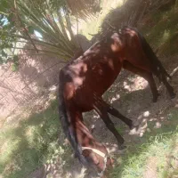 اسب|اسب و تجهیزات اسب‌سواری|بم, |دیوار