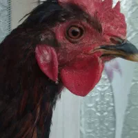 خروس جوان