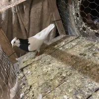 ی چخ طوقی|پرنده|شیروان (خراسان), |دیوار