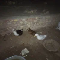 3عدید اردک معاوضه با عروس هلندی