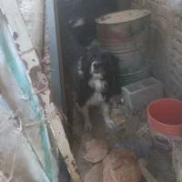 سگ نر ریشی درشت