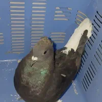 زاغ دم سفید نر