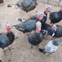 بوقلمون|حیوانات مزرعه|نیشابور, دربقاضی|دیوار