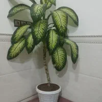 گل دیفن