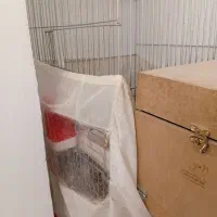 یه جفت عروس هلندی مولد البینو همراه قفس بزرگ لانه|پرنده|شهریار, شهرک وائین|دیوار