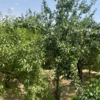 باغ بهترین و مطمئن ترین سرمایه‌|فروش زمین و ملک کلنگی|زاینده رود, |دیوار