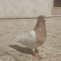 نر کله ای