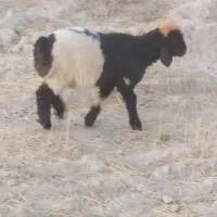 2تا بره ماده
