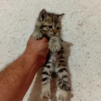 گربه|گربه|هشتگرد, هشتگرد قدیم|دیوار