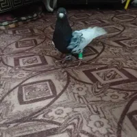 کفتر کله سیا