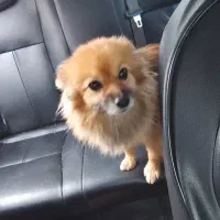 واگذاری سگ اشپیتز پامر