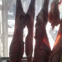 فروش انواع گوشت