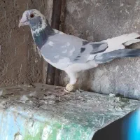 کبوتر ابلغ سبز نر ابلغ سیاه نر|پرنده|شیراز, داریون|دیوار