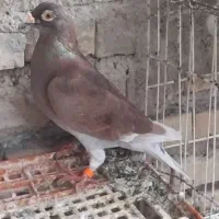 پلاکی|پرنده|شادگان, |دیوار