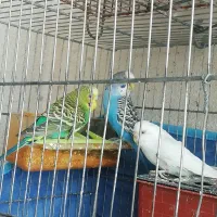 مرغ عشق. قناری . گلبسر