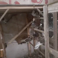 گنجه ، قفس چوبی