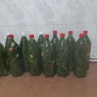 خیارشور|خوردنی و آشامیدنی|کوهدشت, |دیوار