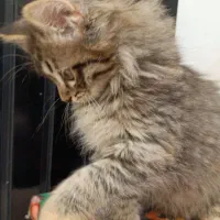 بچه گربه پرشین|گربه|مشهد, وحید|دیوار