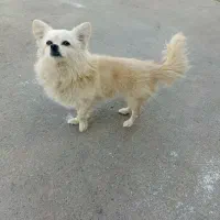 سگ پامر روباهی سایز کوچیک|سگ|قم, دورشهر|دیوار