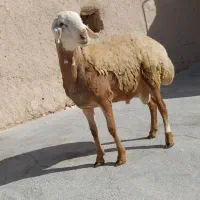 قوچ‌فروشی|حیوانات مزرعه|دهگلان, |دیوار