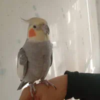 عروس هلندی نر|پرنده|تهران, هفده شهریور|دیوار