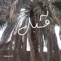 قطع نخل مزاحم تکریب وتمیزکاری نخل