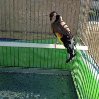 سهره نر جفتی