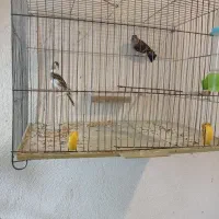 سهره قناری|پرنده|اردبیل, |دیوار