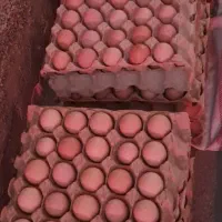 تخم مرغ محلی گلپایگان ارگانیک( سرشار از ای سلنیوم)|خوردنی و آشامیدنی|هشتگرد, هشتگرد قدیم|دیوار