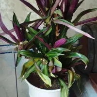 گل زیبا با برگ های  رنگارنگ