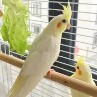 طوطی گرینچیک وعروس هلندی|پرنده|سعدآباد, |دیوار