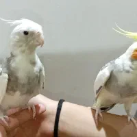 عروس هلندی|پرنده|یزد, |دیوار