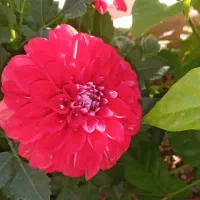 کارت هدیه افق کورش