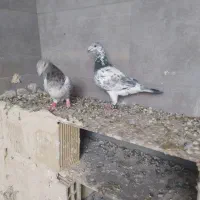 دوتا کفتر یک فروشی|پرنده|خلیل آباد, |دیوار